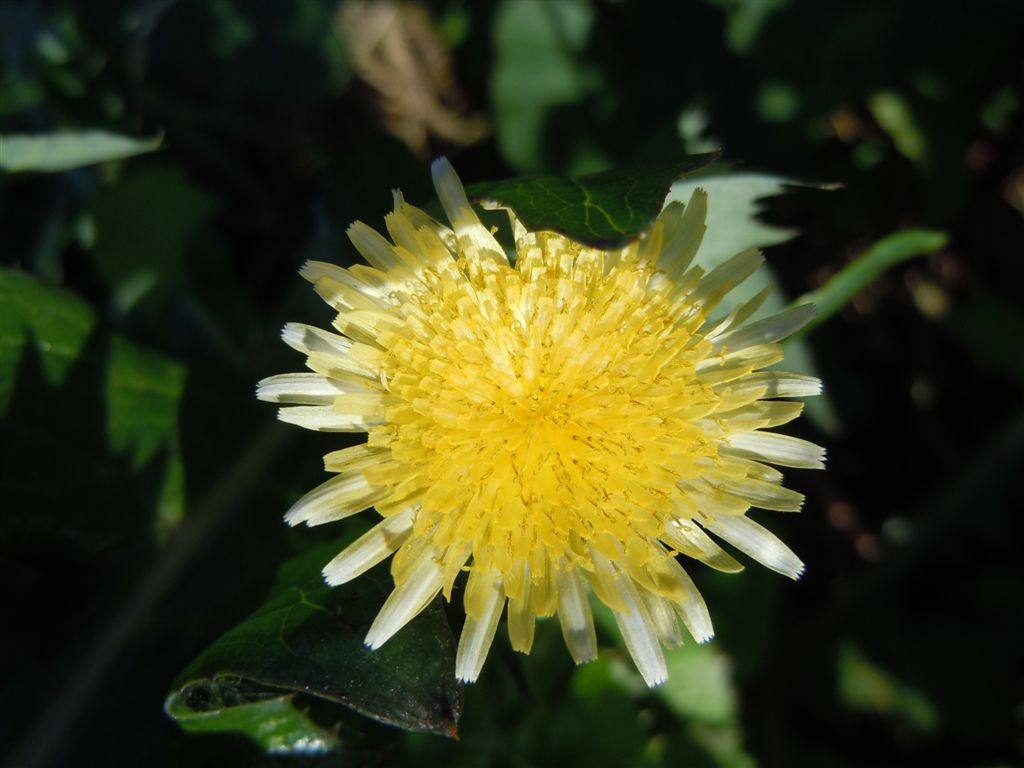 Pianta sul lago D''Averno - Sonchus cfr. tenerrimus